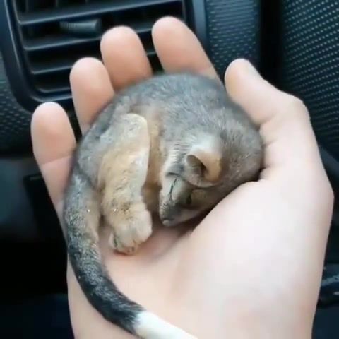 Baby possum, Possum, Animals, Funny, Sleeping, Sleep, Cute, Animals Pets