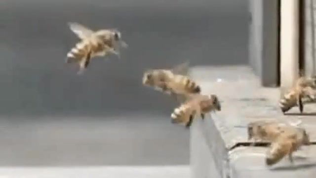 Bee, bee, animals pets.