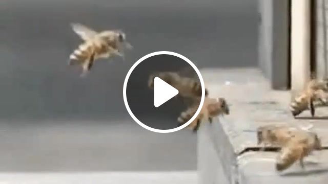 Bee, bee, animals pets. #1