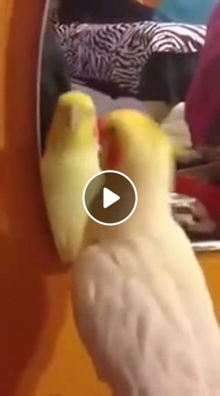 Birb dancing to Incredible Shrinking Day