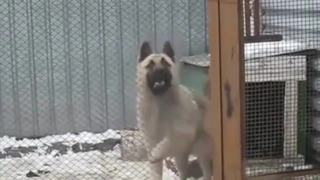 Bust a Move Dancing Dog - Video & GIFs | dancing dog,dancing,cute,lol,funny,dogs,animals pets
