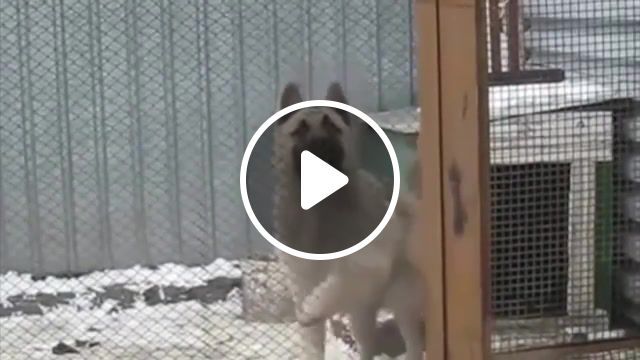 Bust a move dancing dog, dancing dog, dancing, cute, lol, funny, dogs, animals pets. #0