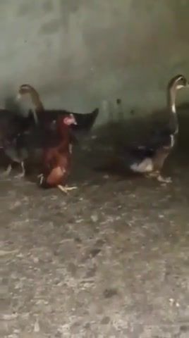 Chicken acting like a duck, animals pets.