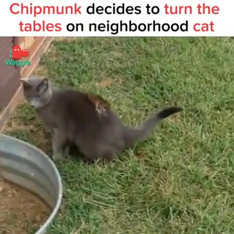 Chipmunk mi v, mission impossible, funny, cat, chipmunk, animals pets.