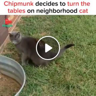 Chipmunk MI V