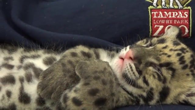 Clouded Leopard Cub Needs Some Sleep