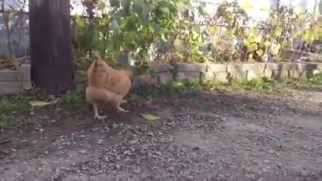 Crazy chicken steal a mouse. SICK, Funnyanimals, Chicken, Mouse, Animals Pets