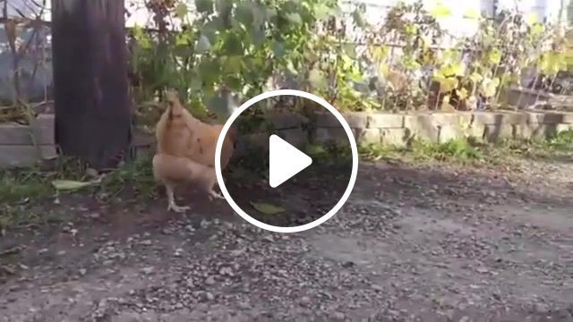 Crazy chicken steal a mouse. sick, funnyanimals, chicken, mouse, animals pets. #0