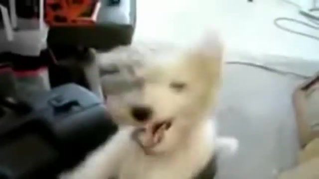 Death Metal Dog, Epic, Dog, Death, Heavy, Black, Metal, Kid, Parrot, Fat, Baby, Cat, Fury, Malfuntion, Malfuntioning, Malfunction, Malfunctioning, Monkey, Rooster, Best, Ever, Evah, On, Youtube, Poop, Lol, Xd, Animals Pets