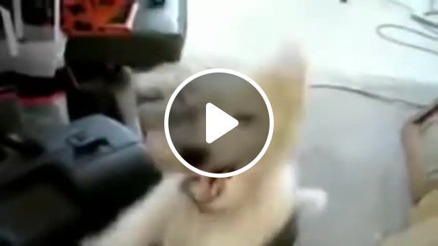 Death metal dog, epic, dog, death, heavy, black, metal, kid, parrot, fat, baby, cat, fury, malfuntion, malfuntioning, malfunction, malfunctioning, monkey, rooster, best, ever, evah, on, youtube, poop, lol, xd, animals pets. #0