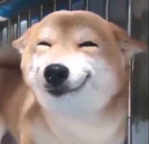 Do Not Worry. Rapid Liquid. Dogs. Perros. Shiba Inu. Shibe. Smiling Dog. Smiling Shiba. Shiba Smile. He Smile. Cute Puppy. Cute Doggo. Smily Boi. Pet Dog. How To Pet A Dog. Adorable. Good Boi. Happy. Animals Pets.