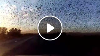 Flying locust