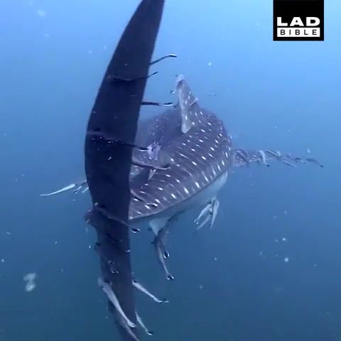 Free ride, fun, awesome, amazing, great, animal, shark, whale, fish, animals pets.