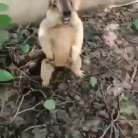 Get Out Of Here - Video & GIFs | get out of here,shit,knowumsayin,fight,argue,yell,yelling,gopher,meme,do me a favor,nigerian,funny,hilarious,animals pets