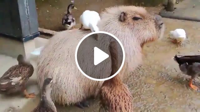 Happy capybara, capybara, do not worry be happy, animals pets. #0