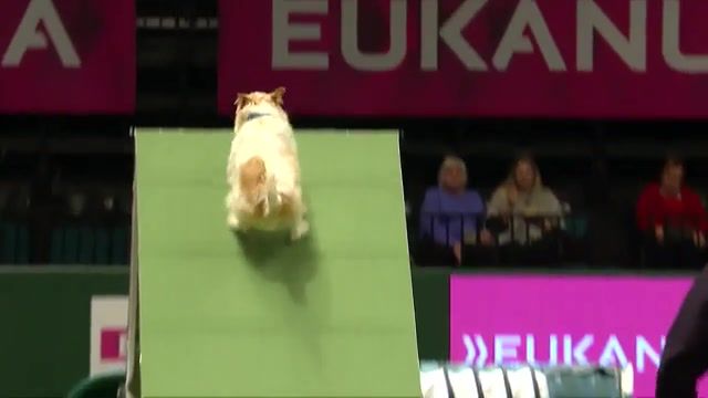 Hilarious jack russell bad run, terrier, crufts fail, fail, funny, rescue dog, jack russell, jack russell terrier, dog, flyball, championship, crufts agility, agility championship, crufts, animals pets.