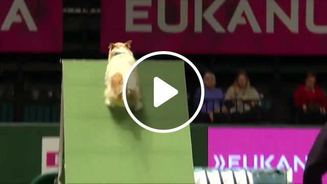 Hilarious jack russell bad run, terrier, crufts fail, fail, funny, rescue dog, jack russell, jack russell terrier, dog, flyball, championship, crufts agility, agility championship, crufts, animals pets. #0