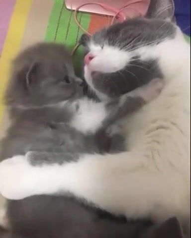 I love you mom, cats, kittens, cute, adorable, pets, animals, cuteanimalshare, animals pets.