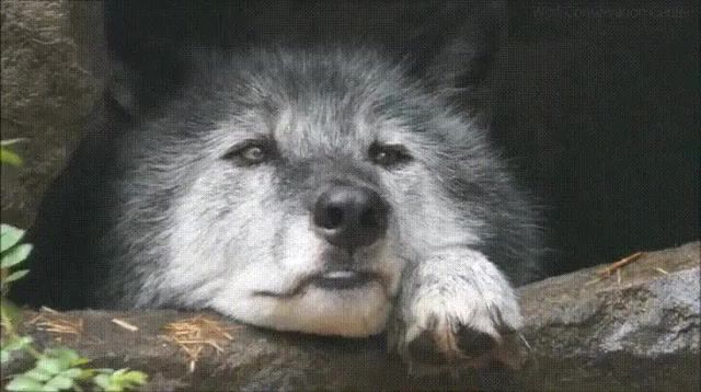 Lonely wolf, animals pets.