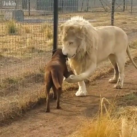 Love is - Video & GIFs | animals,pet,dog,lion,kiss,love,in love,sweet,aww,lovely
