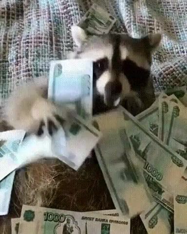 Money, money, money, animals pets.