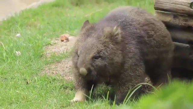 Mortal Wombat, Animals Pets