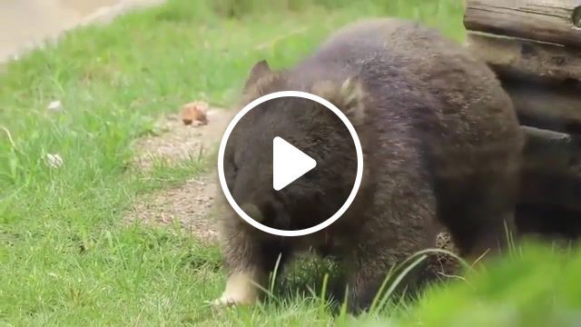 Mortal wombat, animals pets. #0