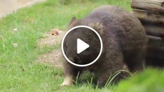 Mortal wombat