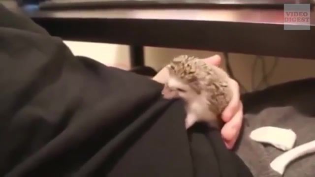 Open up your mouth and feed it, hedgehog, hedgehogs, funny hedgehog, hedgehog pet, how to take care of a hedgehog, hedgehog compilation, hedgehog fail, cute hedgehog, adorable hedgehog, what do hedgehogs eat, hedgehog and cat, hedgehog and dog, best hedgehog, hedgehog running, hedgehog yawning, hedgehog meme, digest, animals pets.