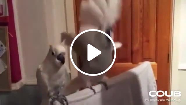 Parrot metall, rock, animals, funny, animals pets. #0