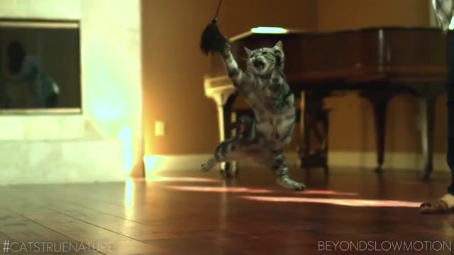 Playful, animal, pet, pro plan for cats, cats in slow motion, cat, cute cat, red epic, tiggie, taryn southern, purina, pro plan, kittens, true nature, slow motion, slow mo cats, slow motion cats, slow mo, darren dyk, beyond slow motion, pro plan cat, animals pets.