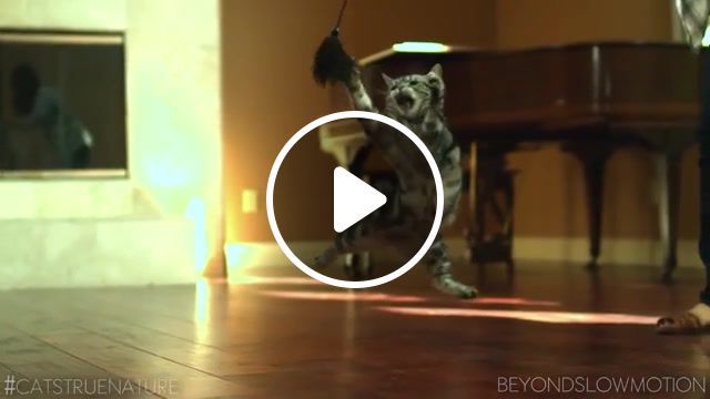 Playful, animal, pet, pro plan for cats, cats in slow motion, cat, cute cat, red epic, tiggie, taryn southern, purina, pro plan, kittens, true nature, slow motion, slow mo cats, slow motion cats, slow mo, darren dyk, beyond slow motion, pro plan cat, animals pets. #0