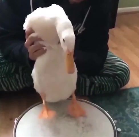 Rhythm Goose. Unusual. Unusual Compilation. Weird. Weird Compilation. Meme Compilation. Dank Meme Compilation. Unusual Meme Compilation. Weird Meme Compilation. Creepy Meme Compilation. Memes Compilation. Dank Memes. Funny. Dank Memes Vine Compilation. Try Not To Laugh. Fresh Memes. Emisoccer. Clumsy. Hefty. Comment Awards. Grandayy. Tiktok. Tik Tok Memes. Rewind. Airpods. Big Chungus. Pewdiepie Vs Tseries. Animals Pets.