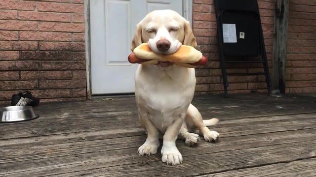 Sid Loves Weed. Hotdog. Weed. Dog. Pizza. Beagle. Animals Pets.