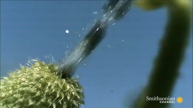 Squirting cucumber starts a spectacular show dispersing seeds, squirting cucumber, stream tv, facts, vibration, watch, free, seed, explode, documentary, plant, violet flower, pod, pressure, touch me not, gun, episodes, channel, rocket, reaction, tv online, firework, smithsonian, free tv, bullet, amazing plants, nature travel.