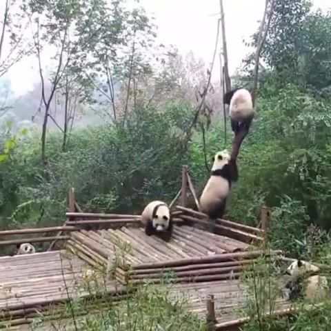 Trouble, fall, trouble, hanging, tree, pandas, animals pets.