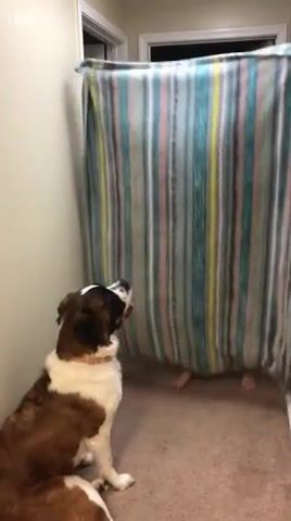 What a magic - Video & GIFs | animal,animals,dog,dogs,magic,funny,girl,hit,wal,head,amazing,oh no,oh no oh no oh no no no no no,animals pets