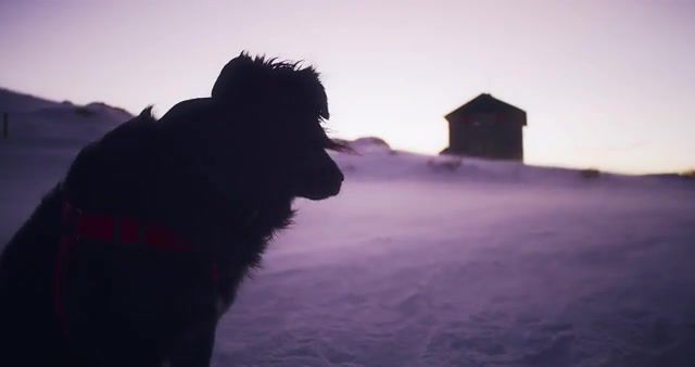 Wind will never end, dog, melancholy, sadness, waiting, tlen, mood, sad, wind, atmosphere, snow, mountian, winter, search, post rock, animals pets.