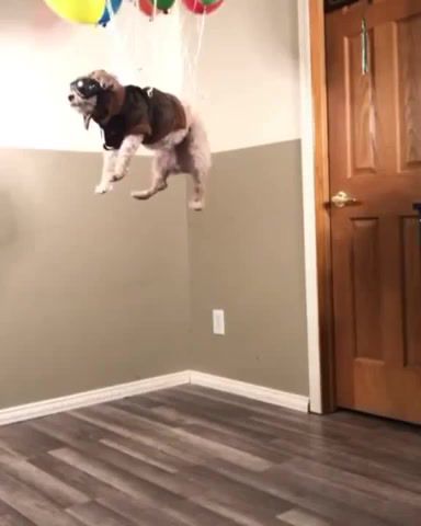 Woof I could fly - Video & GIFs | wish i could fly,roxette wish i could fly,roxette,up,funny,dog,aeronautics,animals pets