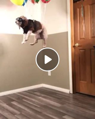 Woof i could fly