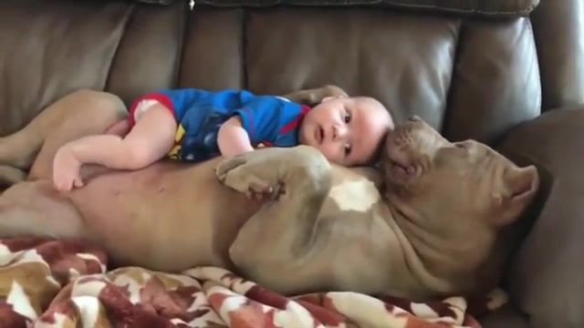 Babe And Dog. Funny Dogs. Dog Protecting Baby. Puppy. Animals. Funny Animals. Cute Dog. Dogs. Nanny Dogs. Dog Compilation. Animals Pets.