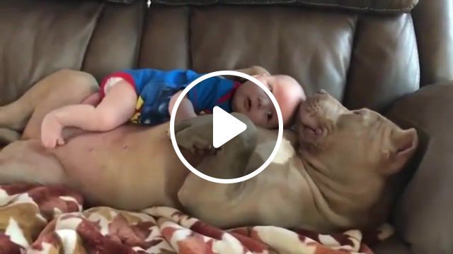 Babe and dog, funny dogs, dog protecting baby, puppy, animals, funny animals, cute dog, dogs, nanny dogs, dog compilation, animals pets. #0