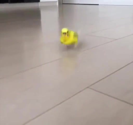 Birb With Fast Feets - Video & GIFs | best vines,funny vines,funny,funniest,parrot,bird,birb,meme,memes,run,noise,grunt,yellow,animals pets