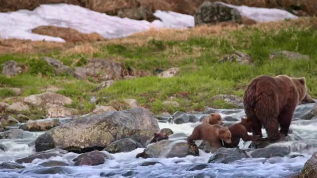 Brown bear, kamchatka, brown, bear, animals, nature, animals pets.