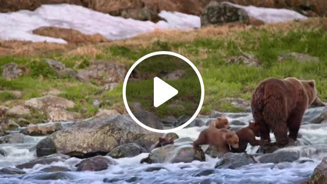 Brown bear, kamchatka, brown, bear, animals, nature, animals pets. #0