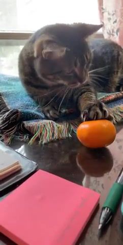 Clementine, Viralhog, Clementine, Cat, Gagged, Funny, Funny Animals, Cats, Funny Cats, Funny Pets, Orange, Curious