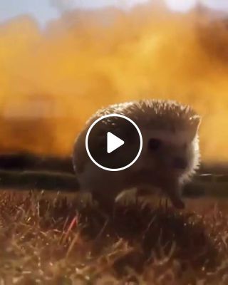 Cool hedgehogs do not look at explosions