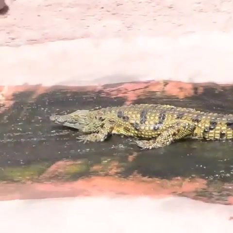 Croc rock, woohoo, quick hits, crocodile, alligator, animals pets.