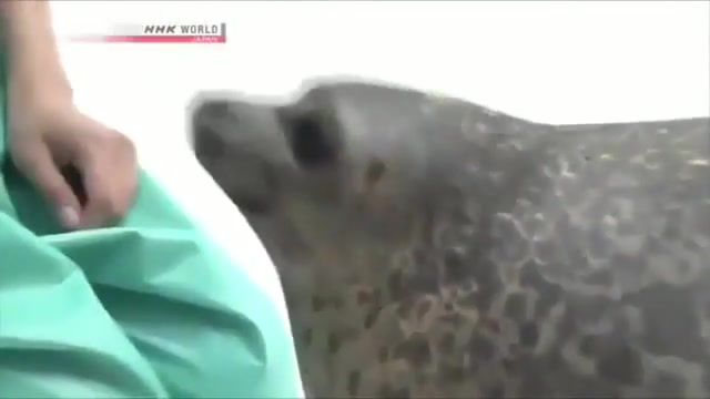 Cute fur seal - Video & GIFs | fur seal,cute,animal,funny,animals pets