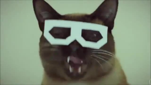 Death metal hipster cat, deathcore, deathcore cat, death metal hipster cat, animals pets.